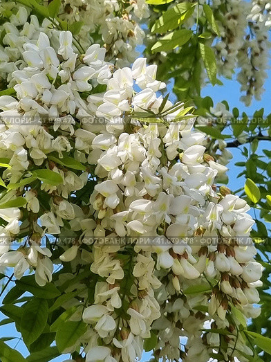 Robinia vulgaris (lat. Robínia pseudoacácia) in spring. Стоковое фото, фотограф Анна Кривицкая / Фотобанк Лори