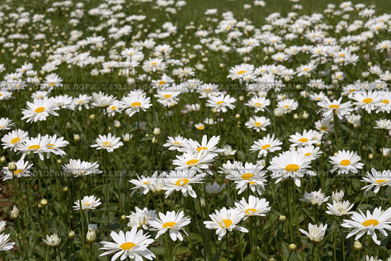 Ромашковое поле - нивяник наибольший (leucanthemum maximum) в простонародье поповник. Стоковое фото, фотограф Наталья Волкова / Фотобанк Лори