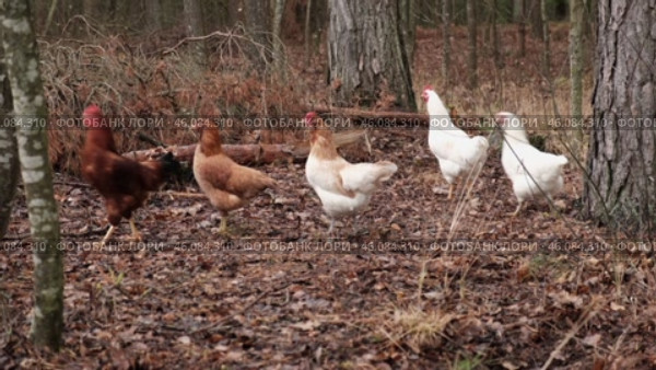 Rooster and white chickens in a homestead foraging feed at Backyard Coop. Brown hen wandering in a farmyard. Breeding livestock animals in agribusiness for free range organic egg and poultry industry. Стоковое видео, видеограф Марина Демидюк / Фотобанк Лори