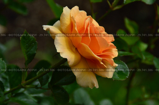 Роза чайно-гибридная Гарден Глори (HARzumber, Welsh Golds, Welwyn Garden Glory, (лат. Garden Glory), Harkness Roses, Великобритания 1996. Стоковое фото, фотограф lana1501 / Фотобанк Лори