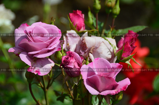 Роза чайно-гибридная Муди Блю (Moody Blue), Fryers Roses 2008. Стоковое фото, фотограф lana1501 / Фотобанк Лори