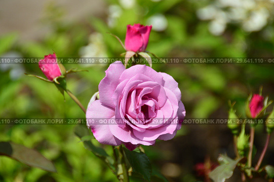 Роза чайно-гибридная Муди Блю (Rosa Moody Blue), Fryers Roses, 2008. Стоковое фото, фотограф lana1501 / Фотобанк Лори