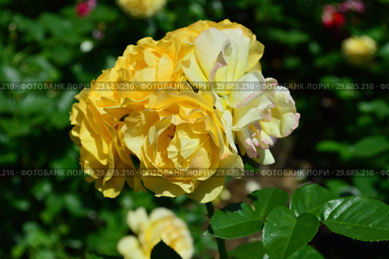 Роза флорибунда Абсолютлей Фабулос (Абсолютли Фабулос) (Absolutly Fabulous), Harkness Roses (Розы Харкнесса), Великобритания 2004. Стоковое фото, фотограф lana1501 / Фотобанк Лори