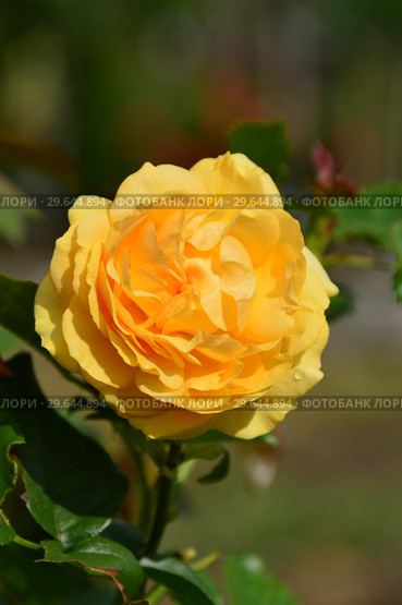 Роза флорибунда Абсолютлей Фабулос (Absolutly Fabulous), Harkness Roses, 2004. Стоковое фото, фотограф lana1501 / Фотобанк Лори