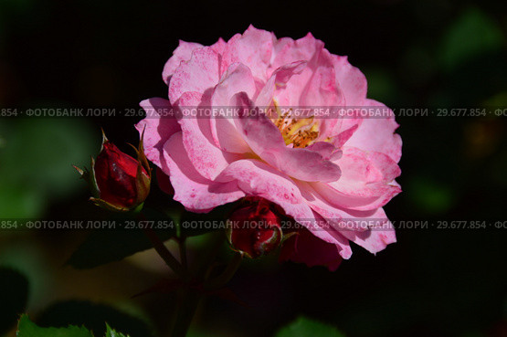 Роза кустарниковая Флёр ан Сэн (Флёрс ан Сэн) (лат. Rosa Fleurs en Seine), Dominique Massad, Франция 2011. Стоковое фото, фотограф lana1501 / Фотобанк Лори