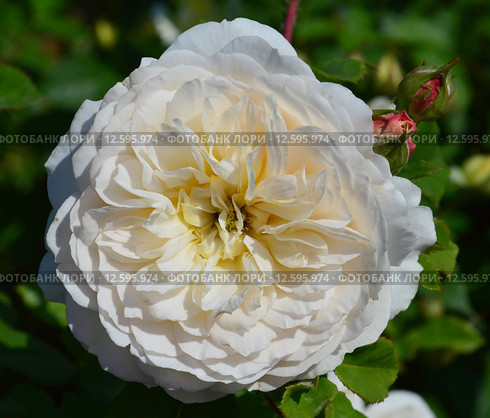 Роза кустарниковая Крокус Роуз (Эмануэль) (лат. Crocus Rose), David Austin 2000. Стоковое фото, фотограф lana1501 / Фотобанк Лори