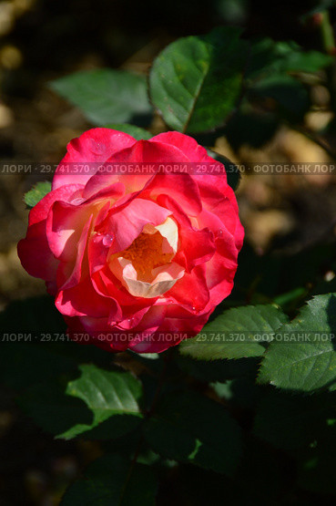 Роза кустарниковая Марсель ан Флёрс (Марсэй ан Флёр), (лат. Marseille en Fleurs). Petales de Roses. Massad, Франция 2009. Стоковое фото, фотограф lana1501 / Фотобанк Лори