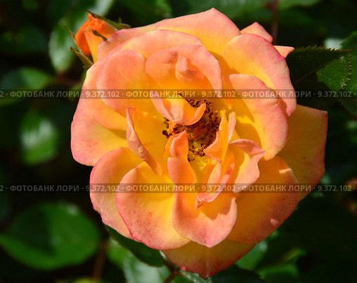 Роза патио Мериголд Свит Дрим (лат. Marigold Sweet Dream), Fryer 2010. Стоковое фото, фотограф lana1501 / Фотобанк Лори