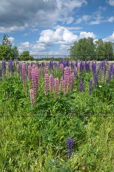 Розовые и фиолетеовые люпины (лат. Lupinus) цветут на лугу. Стоковое фото, фотограф Елена Коромыслова / Фотобанк Лори