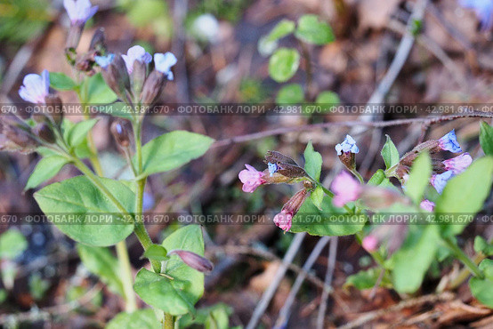 Розовые и красные цветы медуницы. Первоцвет. Pulmonaria obscura. Стоковое фото, фотограф Сергей Никифоров-Гордеев / Фотобанк Лори