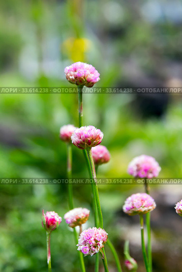 Розовые цветы Армерия русцинонская (Armeria ruscinonensis) крупным планом. Стоковое фото, фотограф Евгений Ткачёв / Фотобанк Лори