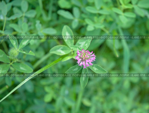 Розовый клевер, цветок и три лепестка (Trifolium pratense) Стоковое фото, фотограф Svet / Фотобанк Лори