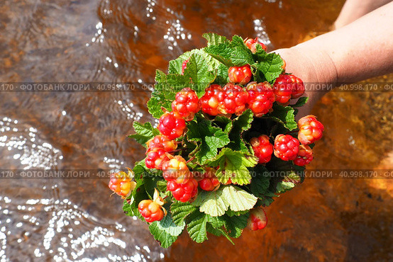 Rubus chamaemorus is a species of flowering plant rose family Rosaceae, native to cool temperate regions. Cloudberry, nordic berry, bakeapple, knotberry, aqpik or low-bush salmonberry, averin or evron. Стоковое фото, фотограф Юлия Петровская / Фотобанк Лори
