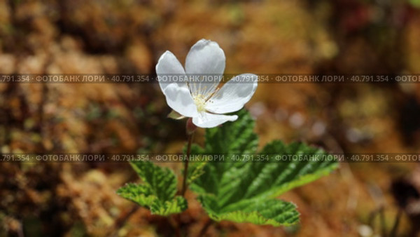 Rubus chamaemorus. Цветущая морошка на болоте в солнечный день, Ямало-Ненецкий автономный округ. Стоковое видео, видеограф Григорий Писоцкий / Фотобанк Лори