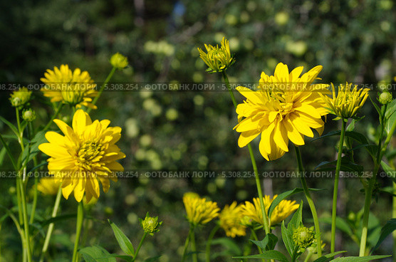Рудбекия рассеченная (Rudbeckia laciniata ), или золотой шар. Стоковое фото, фотограф Елена Коромыслова / Фотобанк Лори