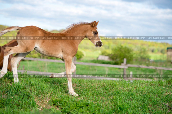 running  beautiful  sorrel foal of sportive breed in meadow at freedom. cloudy day. Стоковое фото, агентство Ingram Publishing / Фотобанк Лори