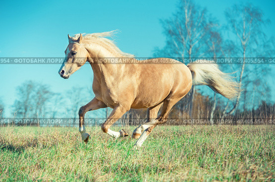 running palomino welsh pony with long mane posing at freedom. Стоковое фото, агентство Ingram Publishing / Фотобанк Лори
