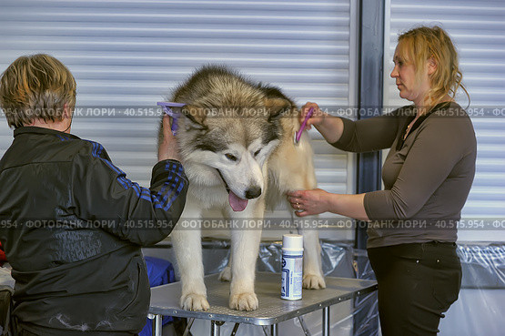 Russia, Saint-Petersburg, 15,05,2014, International Dog Show of all breeds (CACIB-FCI, Chemp.RKF) WHITE NIGHTS. Редакционное фото, фотограф Анна Кривицкая / Фотобанк Лори