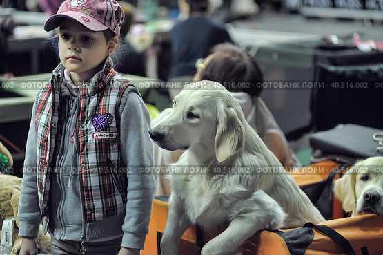 Russia, Saint-Petersburg, 15,05,2014, International Dog Show of all breeds (CACIB-FCI, Chemp.RKF) WHITE NIGHTS. Редакционное фото, фотограф Анна Кривицкая / Фотобанк Лори