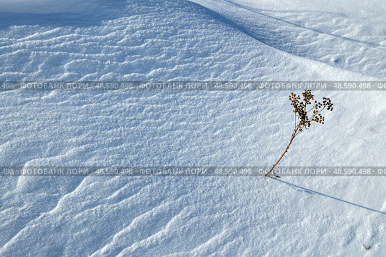 Русское поле занесенное снегом. Стоковое фото, фотограф Александр Тараканов / Фотобанк Лори
