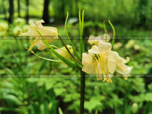 Рябчик императорский (лат. Fritillaria imperialis) желтый на клумбе в парке на Елагином острове в Санкт-Петербурге (2021 год). Стоковое фото, фотограф Елена Яворская / Фотобанк Лори