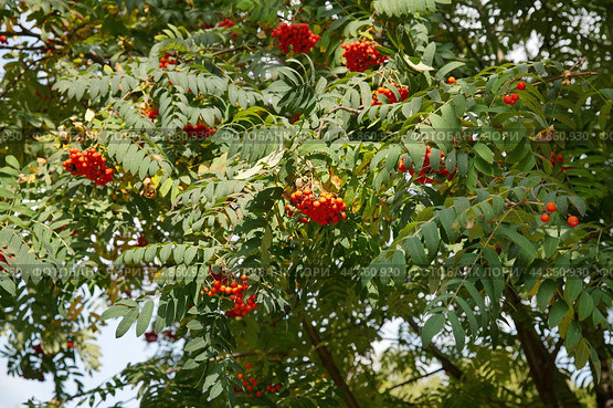 Рябина обыкновенная (лат. Sorbus aucuparia ) осенним днем. Стоковое фото, фотограф Елена Коромыслова / Фотобанк Лори