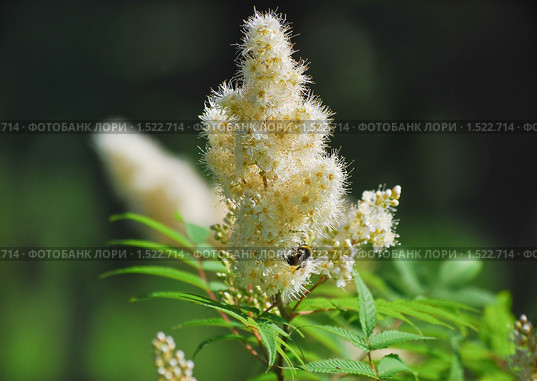 Рябинник рябинолистный (Sorbaria sorbifolia) Стоковое фото, фотограф Алёшина Оксана / Фотобанк Лори