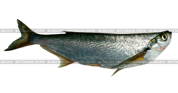 Рыба Чехонь на изолированном фоне (Ctenopharyngodon idella (Pelecus cultratus (Linnaeus, 1758)) - промысловая рыба Волго-Каспийского бассейна. Стоковое фото, фотограф Павел Просянов / Фотобанк Лори