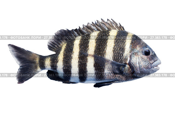 Рыба - каторжник (Archosargus probatocephalus), овечья голова, шипсхед - рыба из семейства Спаровых морских карасей. Isolated on white background. Стоковое фото, фотограф Ирина Кожемякина / Фотобанк Лори