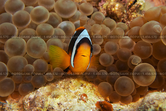 Рыба-клоун и Анемоны (Актиния) - Двухполосый амфиприон (Amphiprion bicinctus) - Красном море, Синай, Египет. Стоковое фото, фотограф Виктор Савушкин / Фотобанк Лори
