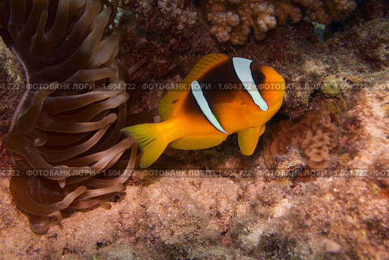 Рыба-клоун и Анемоны (Актиния) - Двухполосый амфиприон (Amphiprion bicinctus) - Красное море, Синай, Египет. Стоковое фото, фотограф Виктор Савушкин / Фотобанк Лори