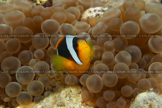 Рыба-клоун в гнезде из анемонов - Двухполосый амфиприон (Amphiprion bicinctus) - Красное море, Синай, Египет. Стоковое фото, фотограф Виктор Савушкин / Фотобанк Лори