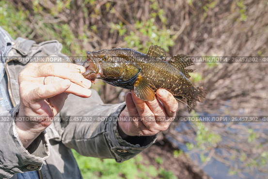 Рыбак держит в руках пойманного головешку-ротана (Perccottus glenii) Стоковое фото, фотограф Алёшина Оксана / Фотобанк Лори