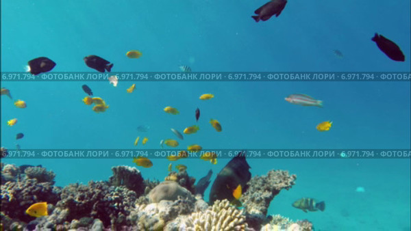 Рыбки у кораллов в Красном море. Стоковое видео, видеограф Михаил Коханчиков / Фотобанк Лори