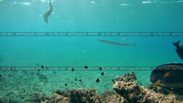 Рыбы чистильщики (Aspidontus taeniat) чистят морскую щуку Саргана (Belone belone) на коралловом рифе, Красное море, Марса-эль-Алам, бухта Абу-Дабаб, Египет. Стоковое видео, видеограф Некрасов Андрей / Фотобанк Лори