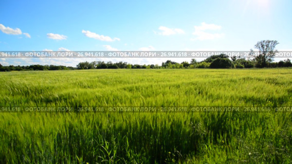 Rye field and during a strong wind. Стоковое видео, видеограф Володина Ольга / Фотобанк Лори