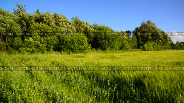 Rye field and trees during a strong wind. Стоковое видео, видеограф Володина Ольга / Фотобанк Лори