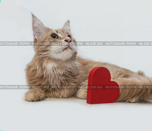 Рыжий кот породы мейнкун смотрит вверх, на однотонном фоне, крупным планом. Close-up of ginger Maine Coon cat looking up, on plain background. Стоковое фото, фотограф Наталья Пеньшина / Фотобанк Лори
