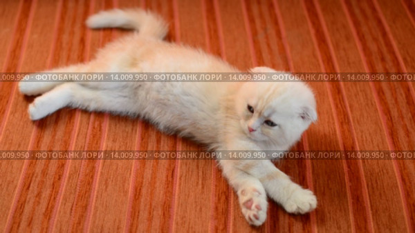 Рыжий котенок дремлет на диване. Стоковое видео, видеограф Володина Ольга / Фотобанк Лори