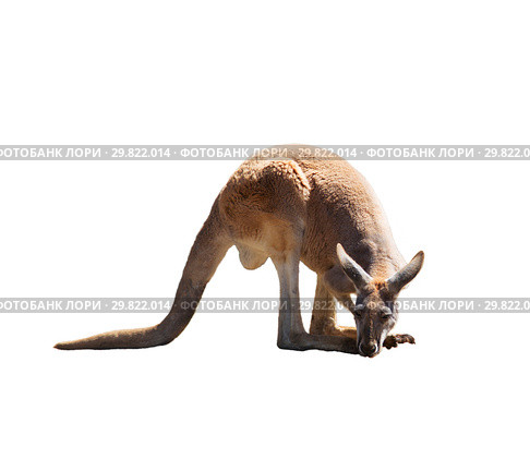 Sad tired red kangaroo on white isolated background. Стоковое фото, фотограф Наталья Волкова / Фотобанк Лори