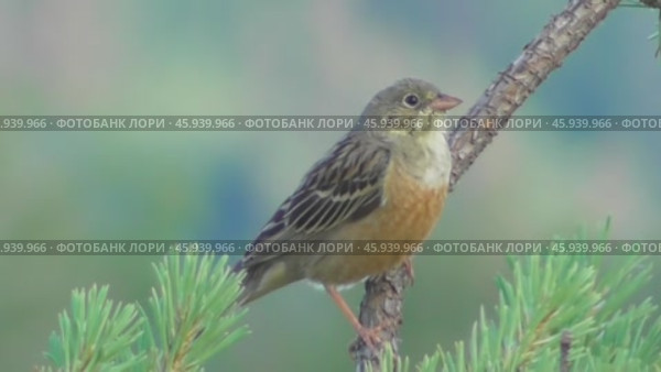 Садовая овсянка Emberiza hortulana на ветке сосны. Стоковое видео, видеограф Александр Мамонтов / Фотобанк Лори