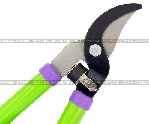 Садовый секатор на белом фоне. Gardening secateurs for cutting branches isolated on white. Стоковое фото, фотограф Татьяна Д / Фотобанк Лори