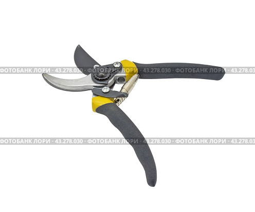 Садовый секатор на белом фоне. Gardening secateurs for cutting branches isolated on white. Стоковое фото, фотограф Татьяна Д / Фотобанк Лори