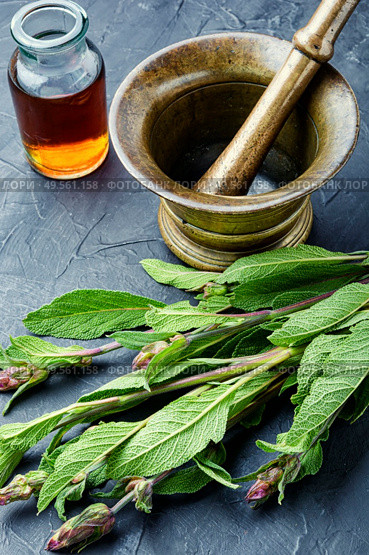 Sage leaves or salvia in herbal medicine.Medicinal herbs. Fresh sage herb. Стоковое фото, агентство Ingram Publishing / Фотобанк Лори