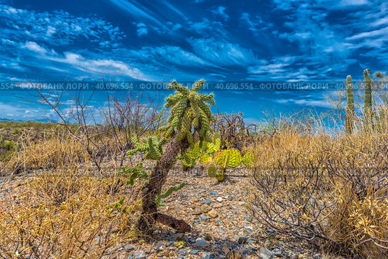 Saguaro National Park, landscape with cloudy sky (2016 год). Стоковое фото, фотограф Анна Кривицкая / Фотобанк Лори