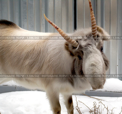 Сайгак (Saiga tatarica) Стоковое фото, фотограф Михаил Борсов / Фотобанк Лори