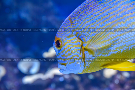 Sailfin snapper fish with blue lines and yellow fins swimming in a coral reef aquarium in Singapore. Стоковое фото, фотограф Татьяна Терехина / Фотобанк Лори