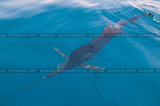 Sailfish sportfishing close to the boat with fishing line under surface. Стоковое фото, фотограф Tono Balaguer / Ingram Publishing / Фотобанк Лори
