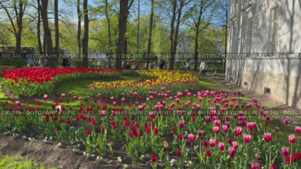 SAINT PETERSBURG, RUSSIA - May 19, 2025: Video of beautiful city park on Elagin Island is decorated with bright flowerbeds with red and pink tulips and yellow daffodils on sunny May day. Annual Tulip Festival. Редакционное видео, видеограф Виктория Катьянова / Фотобанк Лори