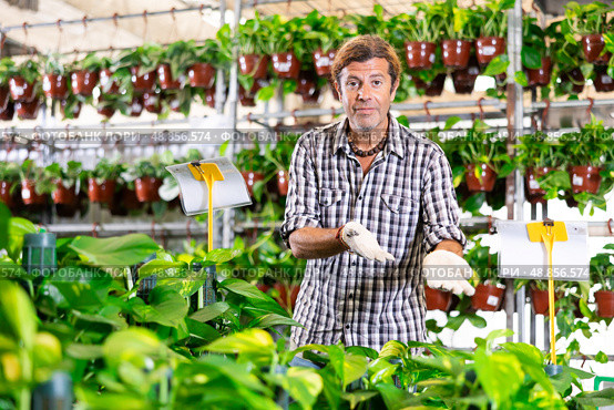 Salesman of flower shop near shelf with pothos tutor chooses pot with plant to send for customer. Стоковое фото, фотограф Яков Филимонов / Фотобанк Лори